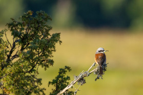 Open habitats in Komarnica: the land of endless sunsets